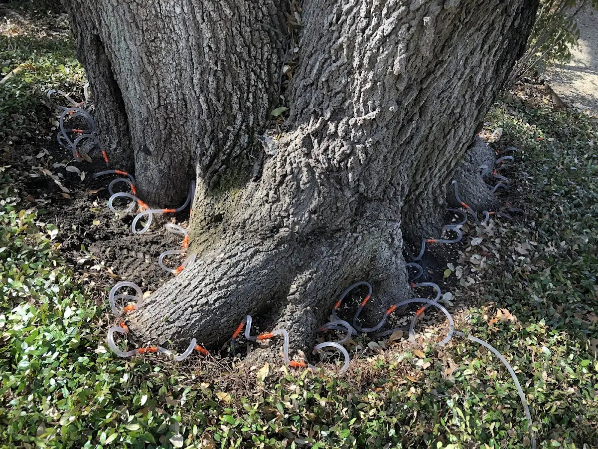 Detailed Tree Cabling and Bracing job site in Iuka