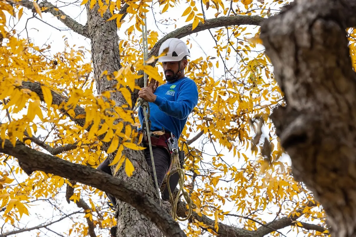 Skilled Dead Tree Removal crew working in Iuka